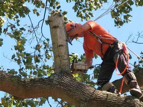 free tree removal service new york
